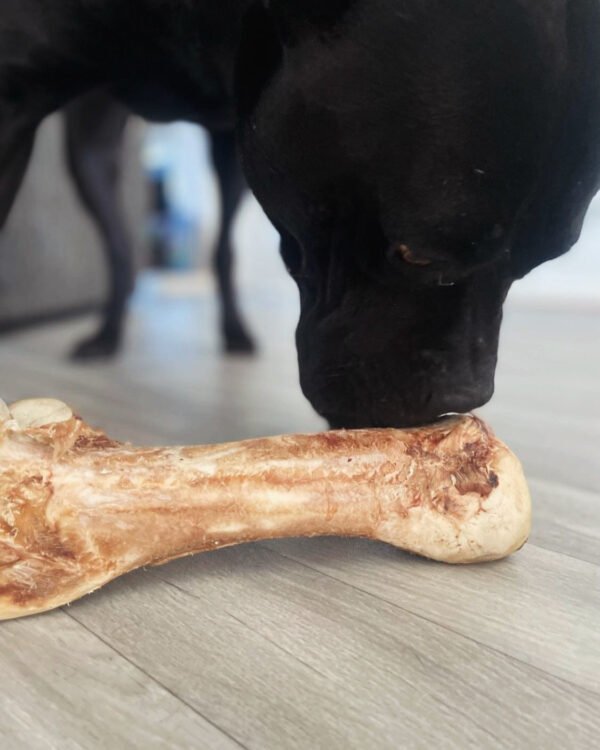 Dino Ostrich Bone - Image 2