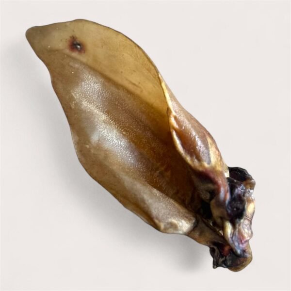Buffalo Ear