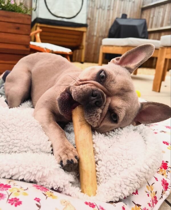 Beef Tail - Image 2