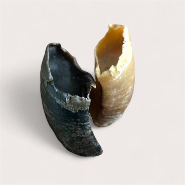 Cow Hoof