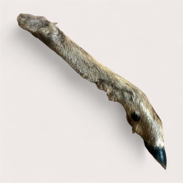 Doe Leg with Fur