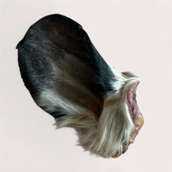 Hairy Cow Ear