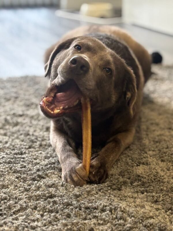 Beef Pizzle - Image 2