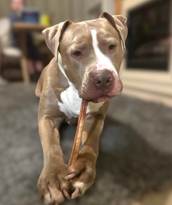 Beef Pizzle - Image 3