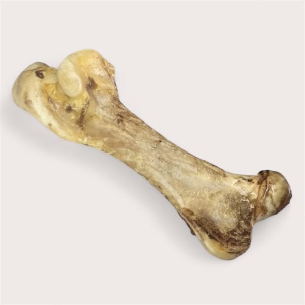 Dino Ostrich Bone - Image 3