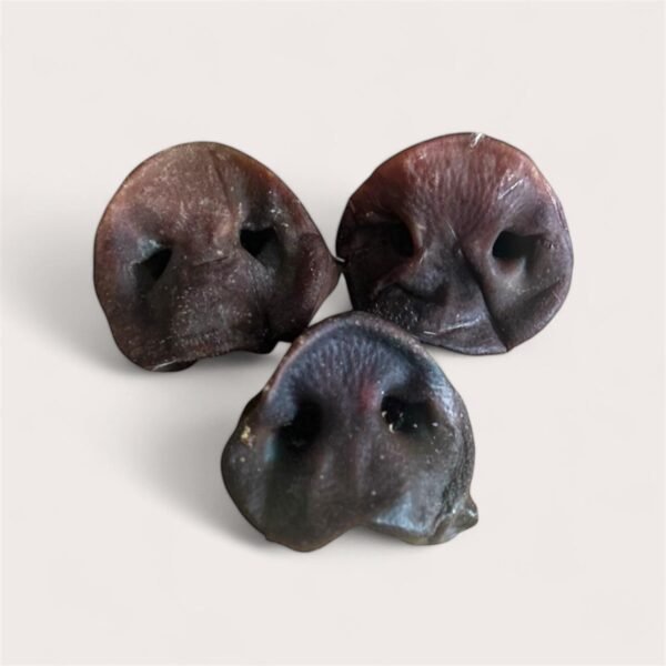 Pig Snout