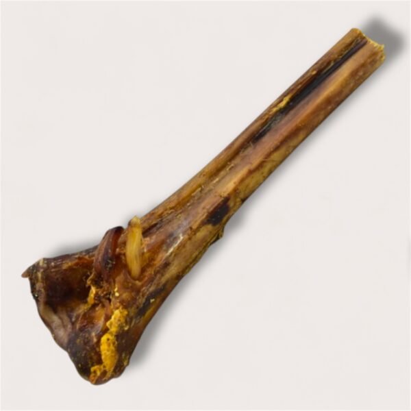 Ostrich Metatarsus Bone