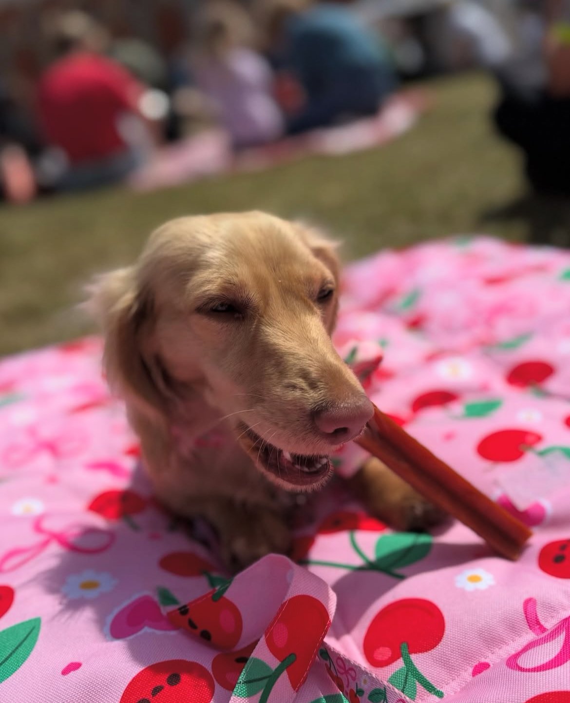 Whimzees (Large) - Image 2