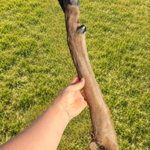 Deer Leg with Fur